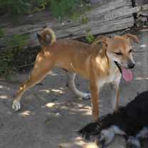 Thumbnail photo of Luke #1