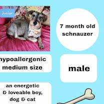 adopt a pet