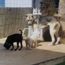 Thumbnail photo of Luna #2