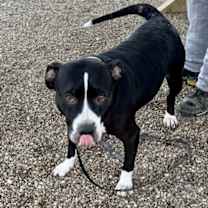 Thumbnail photo of Diamond (Miss Waddles) #2