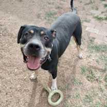 adopt-pet