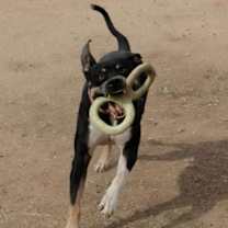 Thumbnail photo of Draco #2