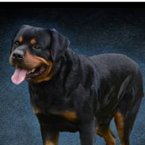 Thumbnail photo of BODHI #4