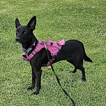 Thumbnail photo of Luna #3