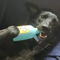 Thumbnail photo of Luna #1