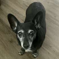 Thumbnail photo of Rosie #1