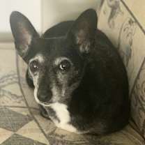 Thumbnail photo of Rosie #2
