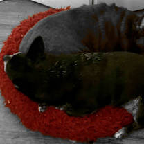 Thumbnail photo of Rosie #3