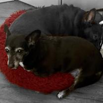 Thumbnail photo of Rosie #4