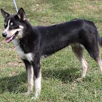 Thumbnail photo of Ryker #3