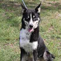 Thumbnail photo of Ryker #1