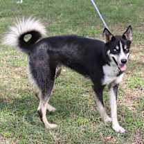 Thumbnail photo of Ryker #2