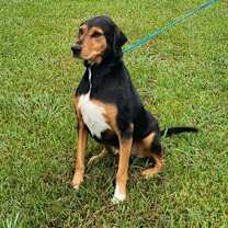 Thumbnail photo of Hank #1