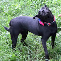 Thumbnail photo of Aria #1