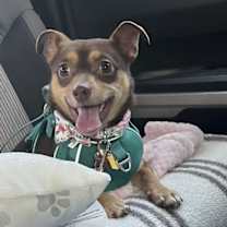 Thumbnail photo of Fudge #3