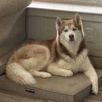 Thumbnail photo of Coby #1