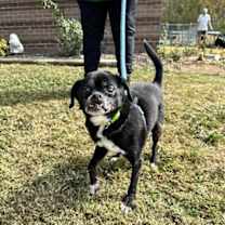 Thumbnail photo of Charlie (CHI) #1