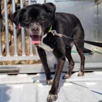 Thumbnail photo of Charlie (CHI) #2