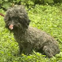 Thumbnail photo of Queenie~ 7LBS #2