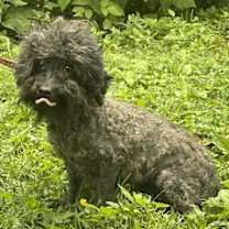 Thumbnail photo of Queenie~ 7LBS #3