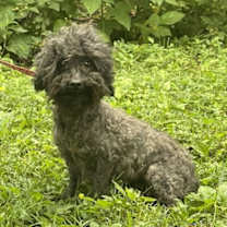 Thumbnail photo of Queenie~ 7LBS #1