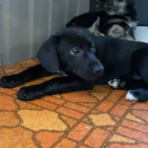 Thumbnail photo of Raisin #2