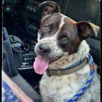 Thumbnail photo of Blue #1