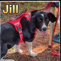 Thumbnail photo of Puppy Jill #1