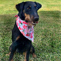 Thumbnail photo of Pippy #2