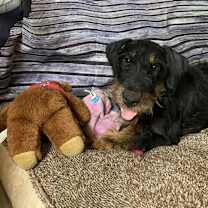 Thumbnail photo of Pippy #3