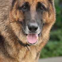 Thumbnail photo of Bronx von Brome #1