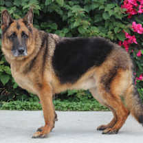 Thumbnail photo of Bronx von Brome #3