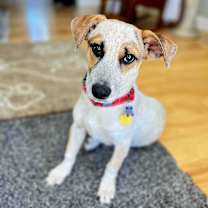 Thumbnail photo of Pokey! #1