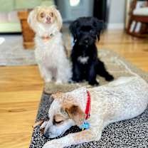 Thumbnail photo of Pokey! #2