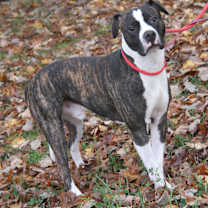 Thumbnail photo of Spice (Neutered) #1