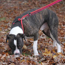 Thumbnail photo of Spice (Neutered) #2