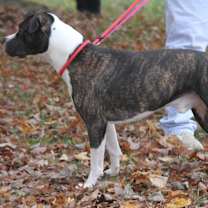 Thumbnail photo of Spice (Neutered) #3