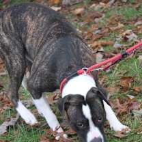 Thumbnail photo of Spice (Neutered) #4