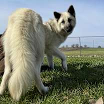 Thumbnail photo of Petunia #3