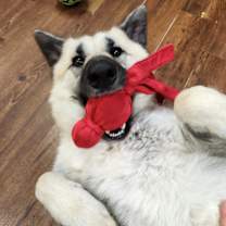 Thumbnail photo of Petunia #4