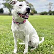 Thumbnail photo of Brie #1