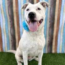 Thumbnail photo of Brie #2