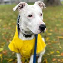 Thumbnail photo of Brie #3