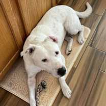 Thumbnail photo of Brie #4