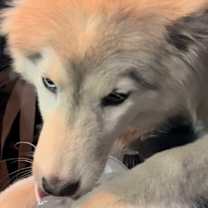 Thumbnail photo of Ice Cube #1