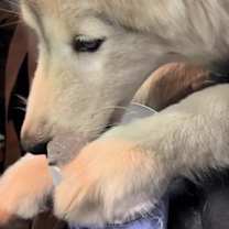 Thumbnail photo of Ice Cube #2