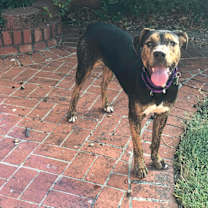 Thumbnail photo of Jolie #3