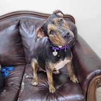 Thumbnail photo of Jolie #4