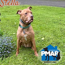 Thumbnail photo of Stella #2