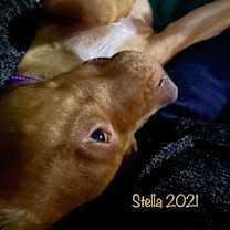 Thumbnail photo of Stella #4